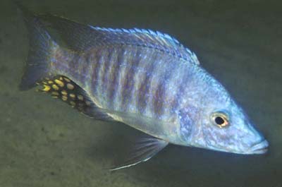 Aulonocara rostratum